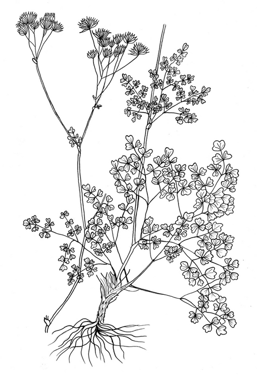 Thalictrum flavum диаграмма цветка